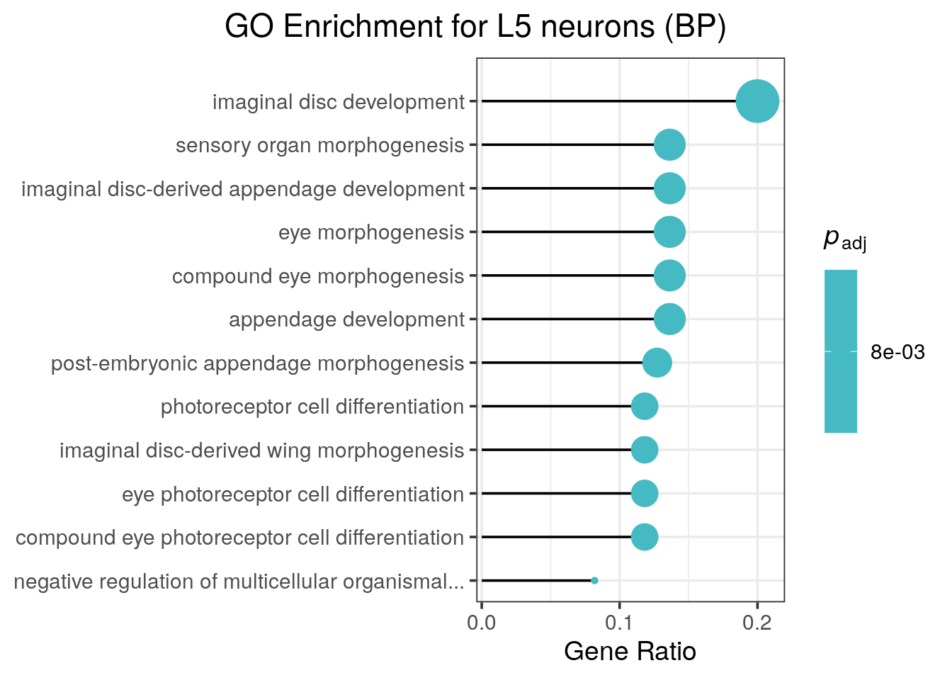 Enriched GO terms for genes associated with differential Bsh binding in L5 neuron.  Dataset from chromosome 2L only.