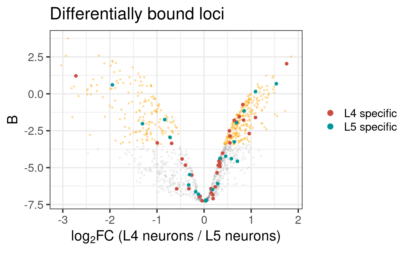 Differential binding of Bsh in L4 and L5 neuronal subtypes.  Genes that are specifically expressed in each subtype are highlighted.   (Dataset from chromosome 2L only)