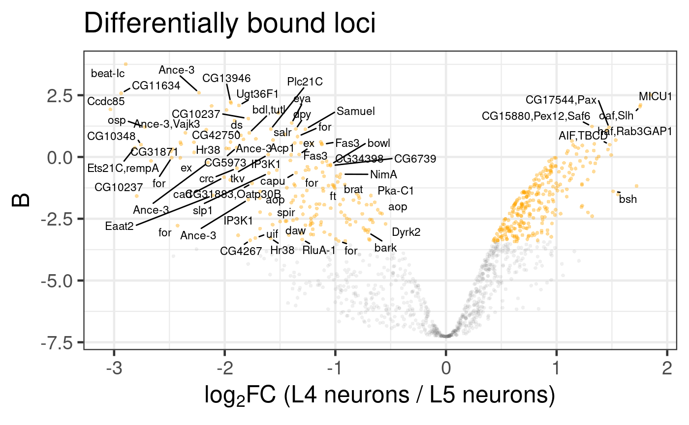 Differential binding of Bsh in L4 and L5 neuronal subtypes.  Genes associated with differentially bound peaks are displayed, after some common, but less useful, gene label classes are removed.  (Dataset from chromosome 2L only)