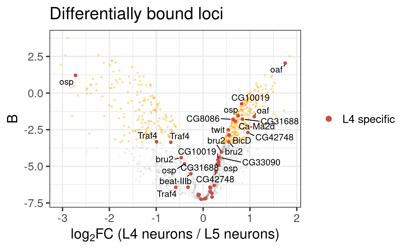 Differential binding of Bsh in L4 and L5 neuronal subtypes.  Genes that are specifically expressed in L4 neurons are highlighted.  (Dataset from chromosome 2L only)